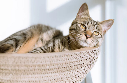 ¡Con lindas mascotas a tu lado, la vida es más dulce!